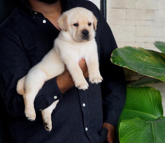 Pawesome Kennel Mumbai | Premium Puppies
