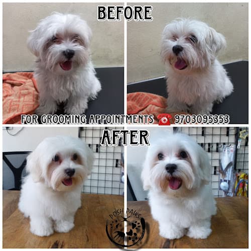 Posh Paws Pet Grooming Spa