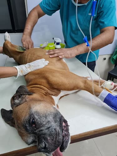 Pet Aid Advanced Small Animal Clinic Aundh