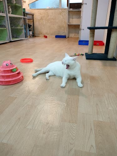 Catsville Cat boarding