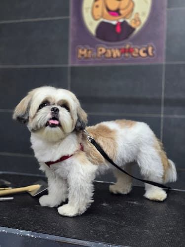Mr. Pawfect | Pet Store | Pet Spa | Pet Clinic