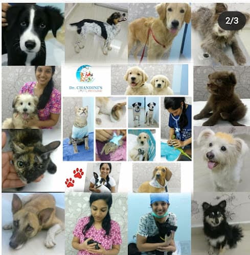 Dr Chandini's Pet Clinic