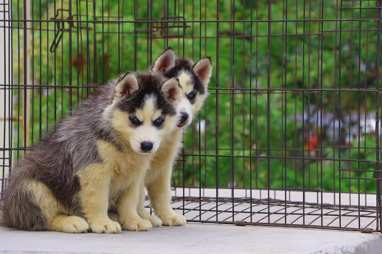 Aishwarya kennels Dog/cat Boarding centre