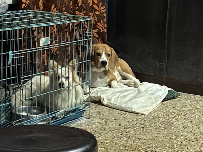 Comfy Pet Dog Creche