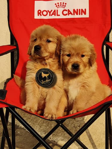 Harish pathak pet shop in pune