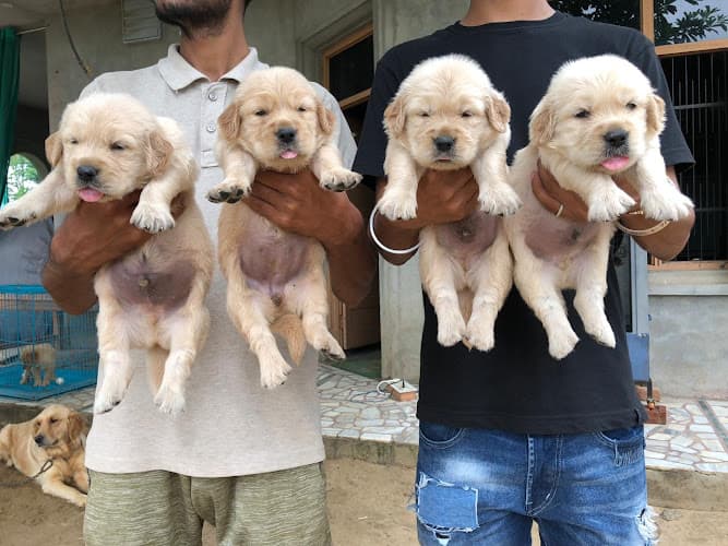 Pets & Family -Pet Products & Pet grooming Kharar/ Pet accessories in Kharar