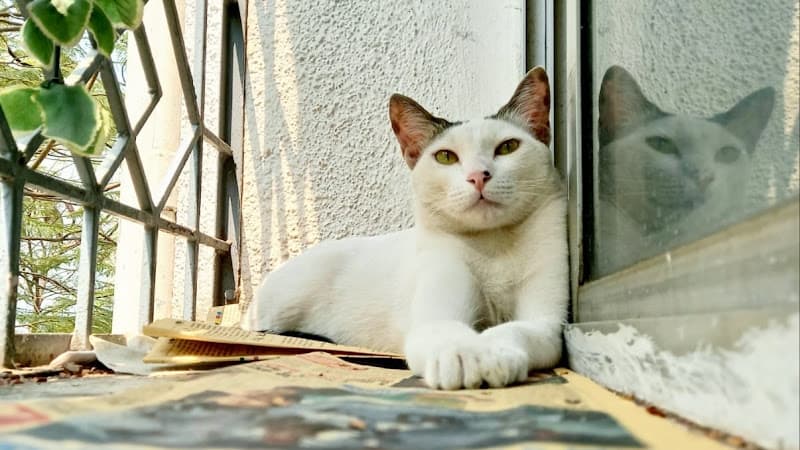 Happy Tails Cat hostel (cat sitter)