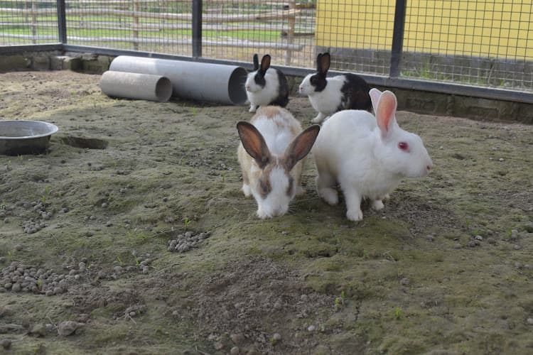 Wildooks- The Petting Farm