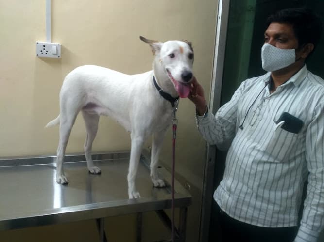 Starpugs Pet Care & Veterinary Services