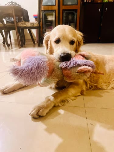 Prinpaws home Petstay and exclusive Petsitting at parents place 🐶🧿🌸🙏