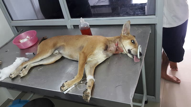 City Pet Clinic | Veterinary Clinic | Animal Hospital