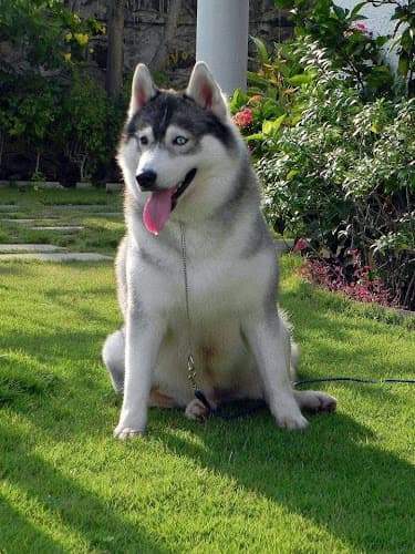 CLEKAR Dog Boarding Kennel AC