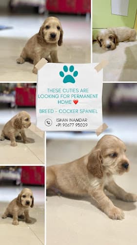 Dr Nandkumar Auradkar |veterinary physician |teleconsultation|online consult