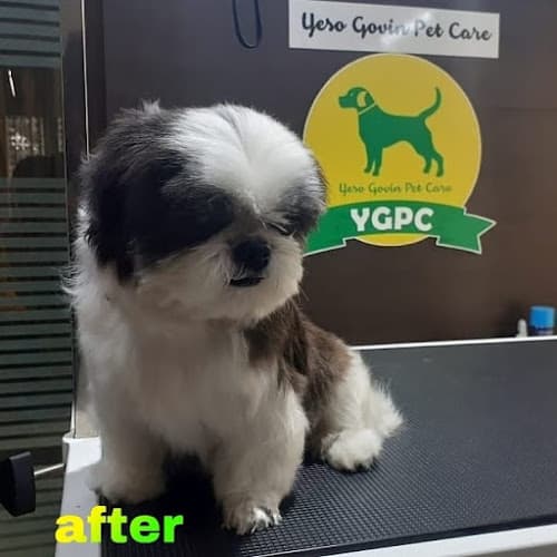Yeso Govin Pet Care