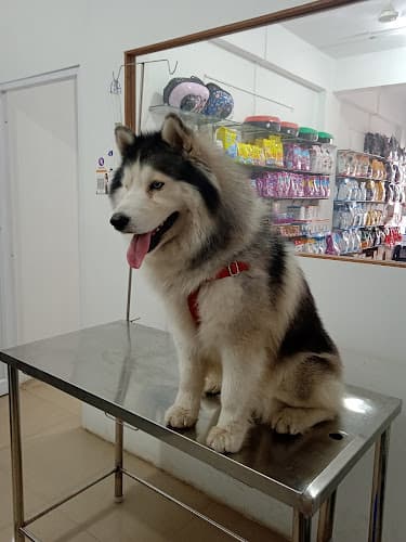 i-Vet Pet Clinic & Pet Store
