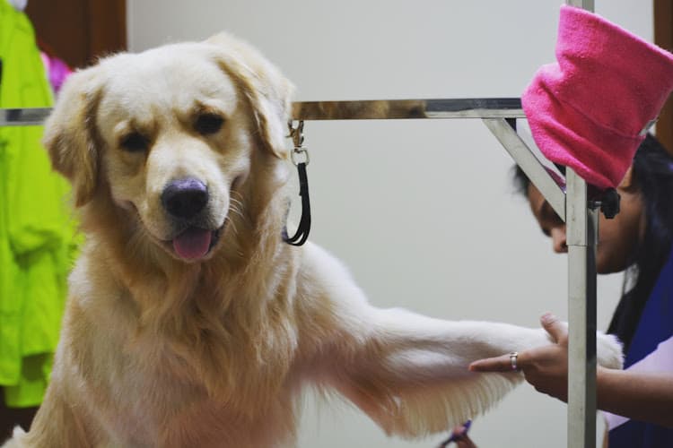 Yeffna Poonacha's The Dog Studio- Pet Grooming Academy India, Karnataka, Bengaluru