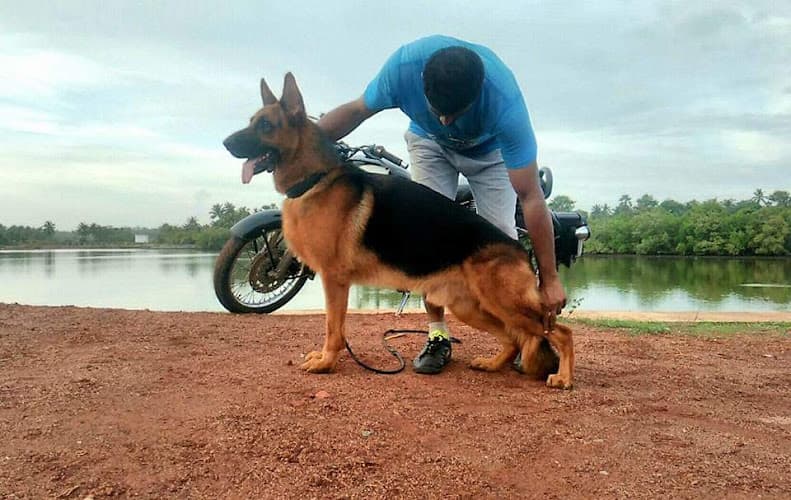 German Shepherd Puppies