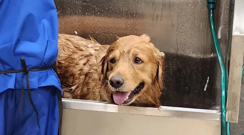 Vetic Pet Clinic Southern Avenue