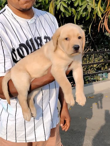 Dog puppies sale bangalore