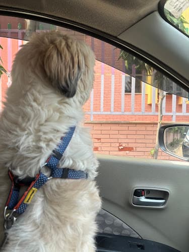 Barkplay Pet boarding Gurgaon