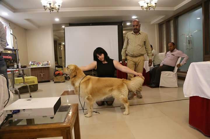 Dog (Training Institute Noida) Dog Trainer 🐕🐕🐕