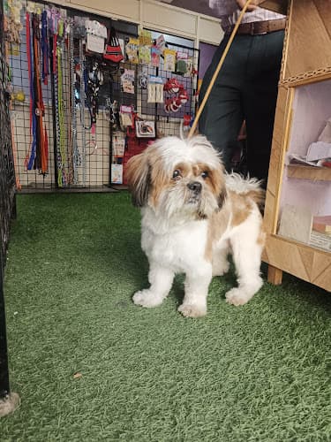 Amibella Pet Store & Salon | PG Road, Secunderabad