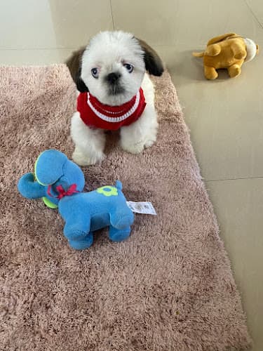 Pet Smarty (Pet Grooming )