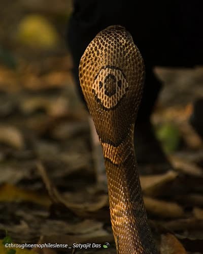 SNAKE RESCUE Solutions (S.R.S)