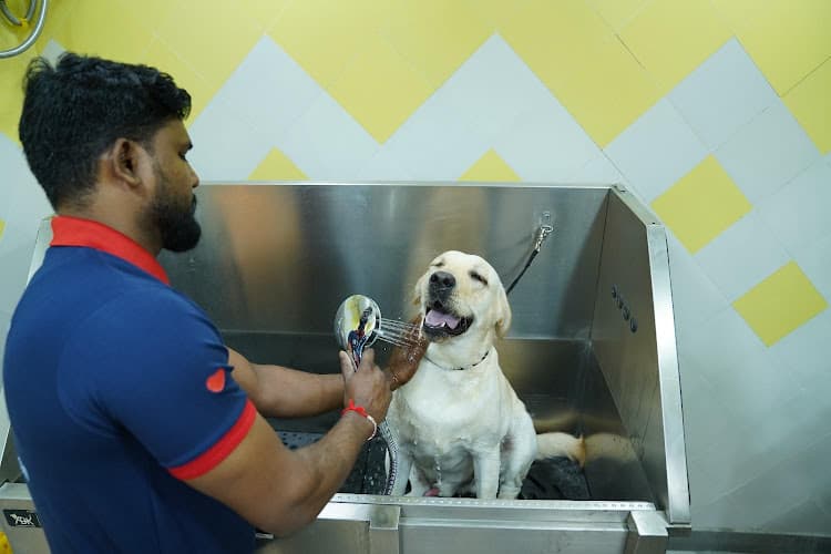 Zigly Pet Care - Pet Hospital, Pet Grooming & Pet Products | Jubilee Hills