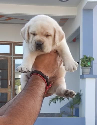 A to Z Dogs Puppies available