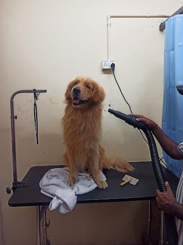 Odin pet palace, pet grooming SPA, Vetinary clinic