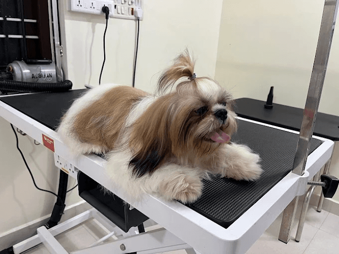 Claws N paws | Pet Grooming | Pet Store in chennai, powered by PetBliss Animal Multispeciality Clinic