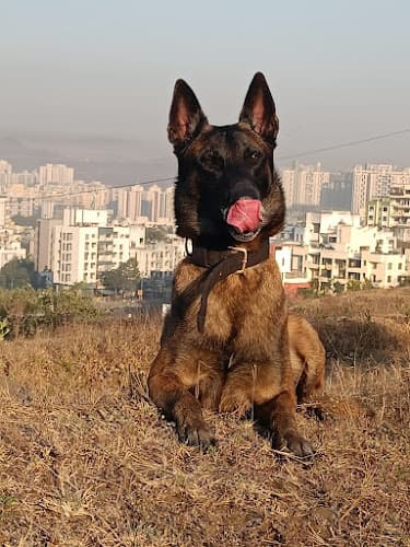 THE BARKING BARN-OFFICE