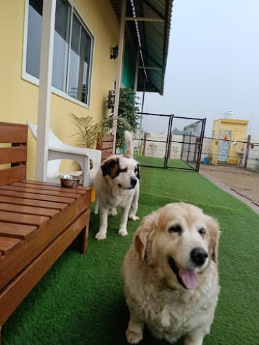 Petzovia - Pet Boarding & Park