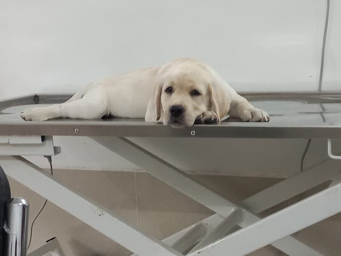 The Wagging Tails Pet Clinic