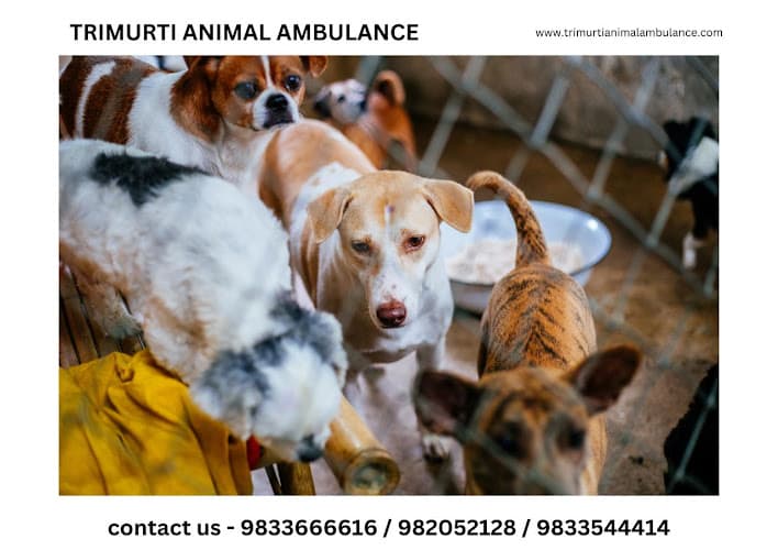 Trimurti 24/7 Pet & Animal Ambulance Service