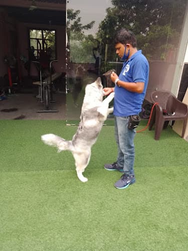 Dog Trainer At Home