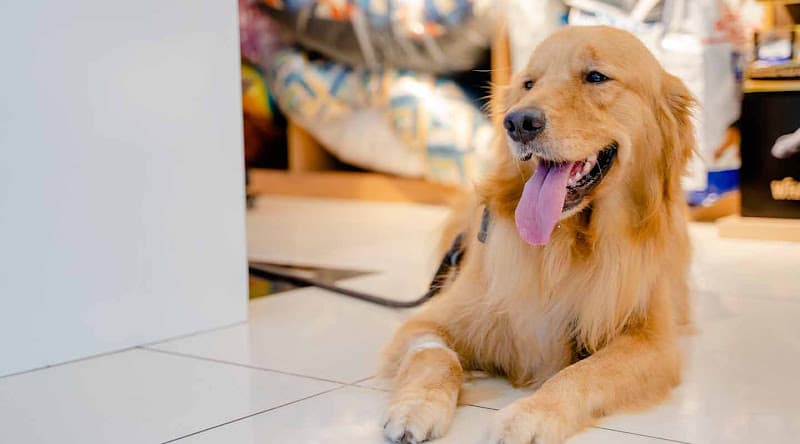 Vetic Pet Clinic Thane