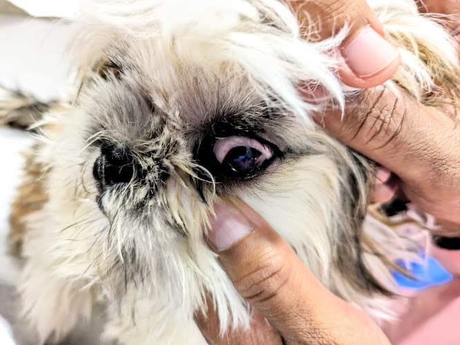 Petyaari Pet Clinic and Diagnostics