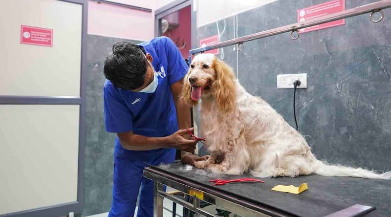 Vetic Pet Clinic Wakad