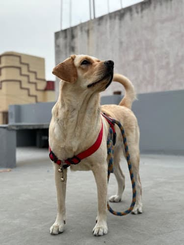 Asteer pet boarding centre