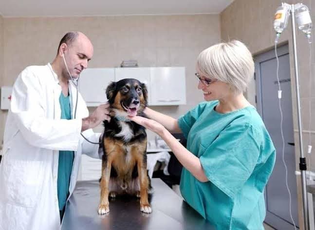 PET HEALTH CARE