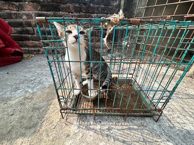 Rahul rescue service