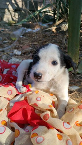 Dog Gone Good - Training services by Sachi Jagad