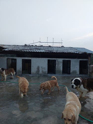 Prince Dog Hostel & Day Care Center