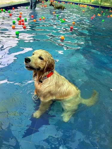 DCC Animal Hospital Grooming & Boarding