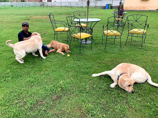 Rocks & Pebbles – Premium Dog Boarding, Daycare & Play School in Gurugram