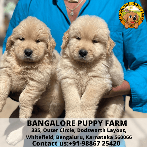 Bangalore Puppy Farm