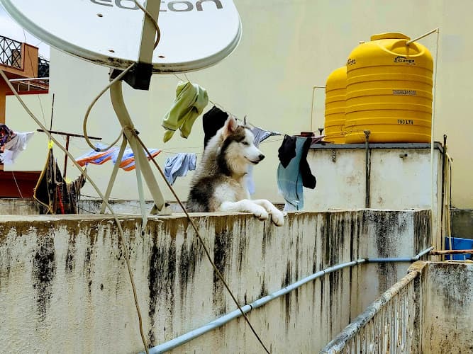 Astro Puppy Dog boarding center