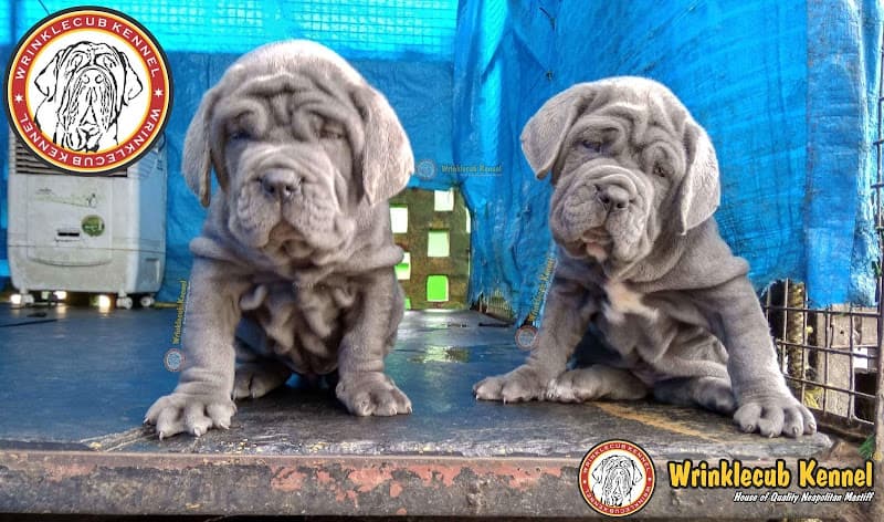 Wrinklecub kennel